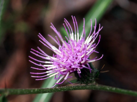 e0293913_236279.jpg