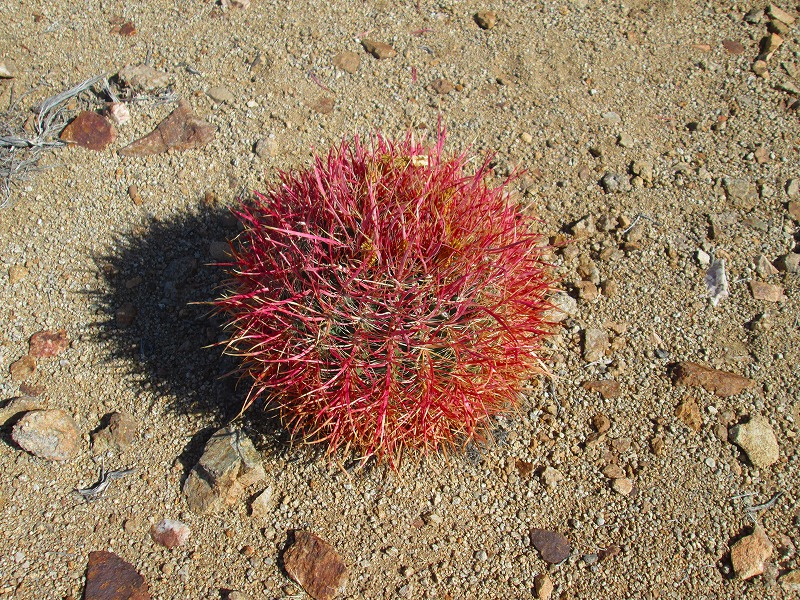 f0308721_15333025.jpg