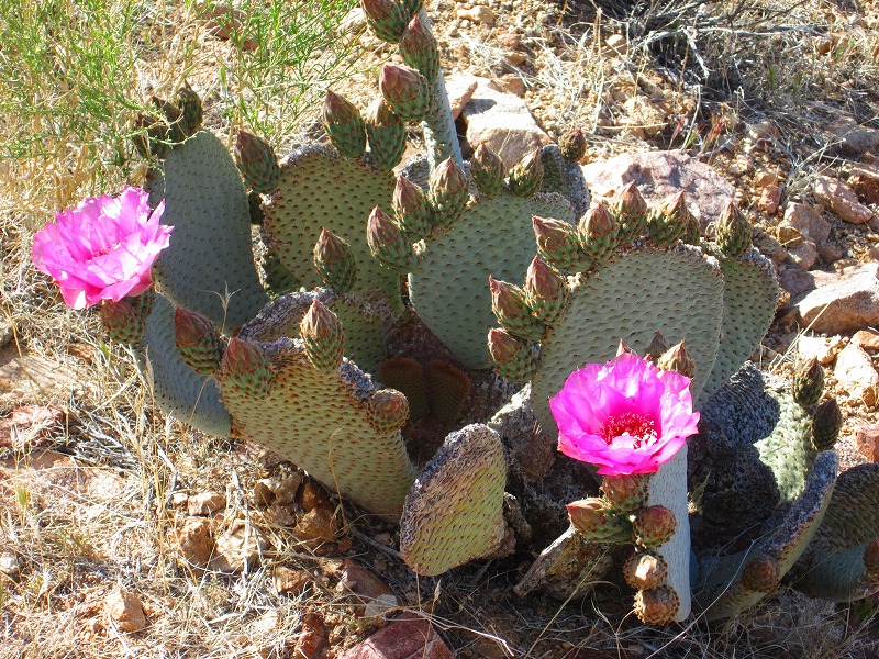 f0308721_1543402.jpg