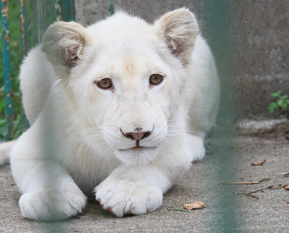 13 8 31 東北サファリパーク ホワイトライオンのヒマちゃん White Lion 青空に浮かぶ月を眺めながら