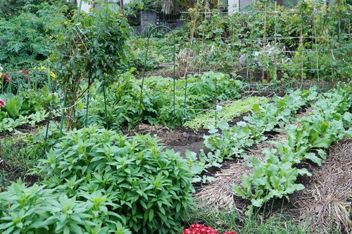 【簡単常備菜（大根の浅漬け）家庭菜園／お畑／メダカ】【超姉さんとのオフ会】_b0033423_2332140.jpg