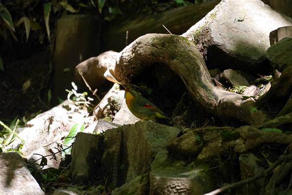 これでも日本百名山・筑波山への旅　その４_c0196928_7142229.jpg