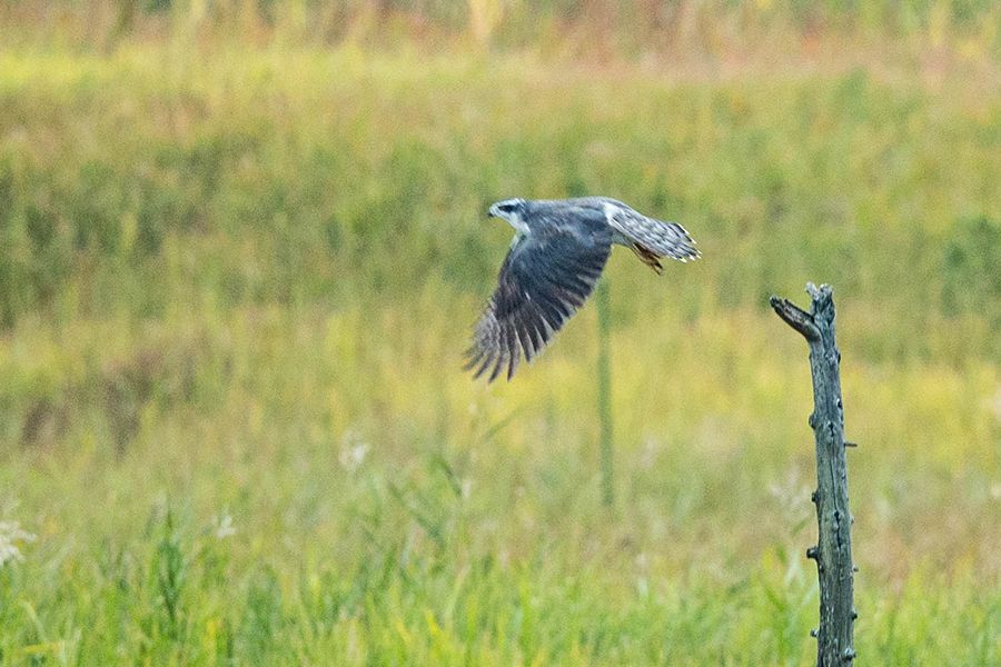 オオタカ定位置からの飛び出し_e0104632_1852814.jpg