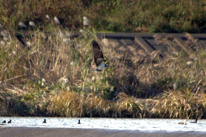 c0269342_16414324.jpg