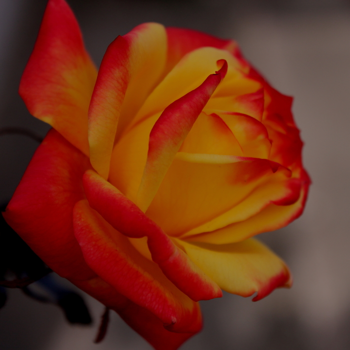 色っぽい薔薇を撮りたい_e0241944_1317545.jpg
