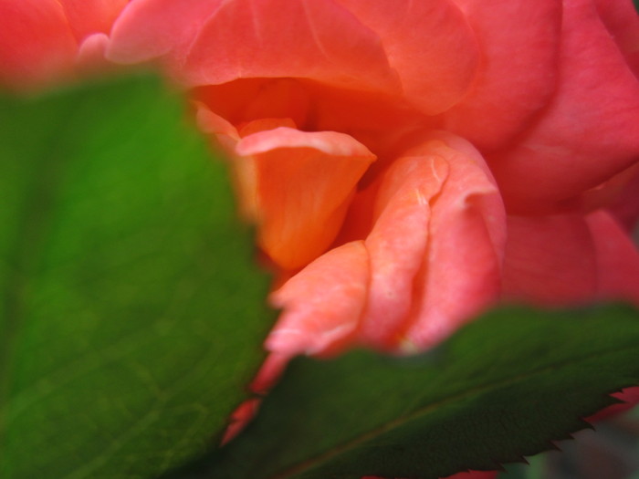 色っぽい薔薇を撮りたい_e0241944_1395956.jpg