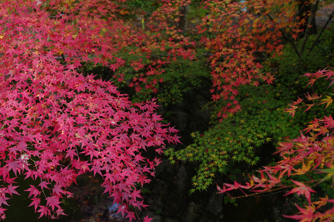 京都の紅葉 2013　〜神蔵寺〜_f0152550_23234325.jpg