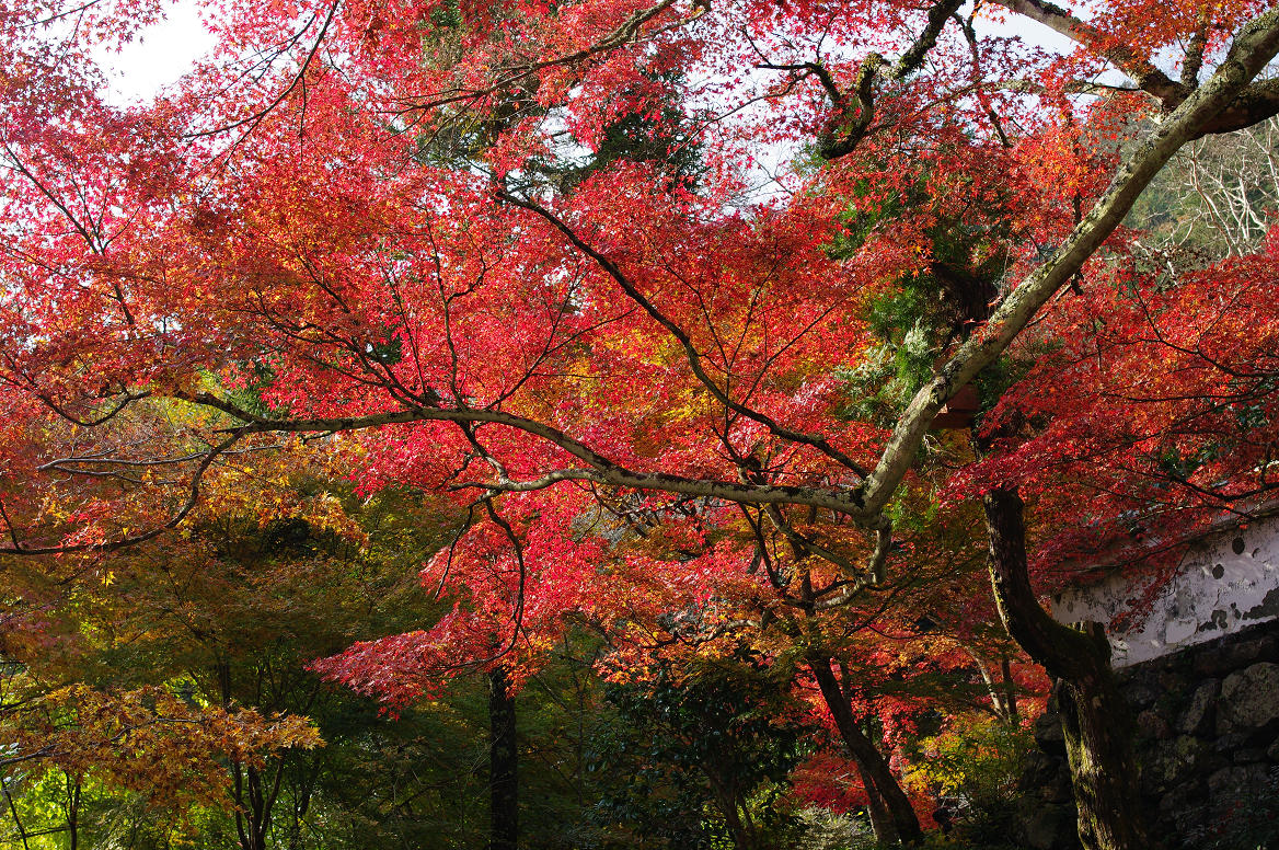 京都の紅葉 2013　〜神蔵寺〜_f0152550_2323540.jpg