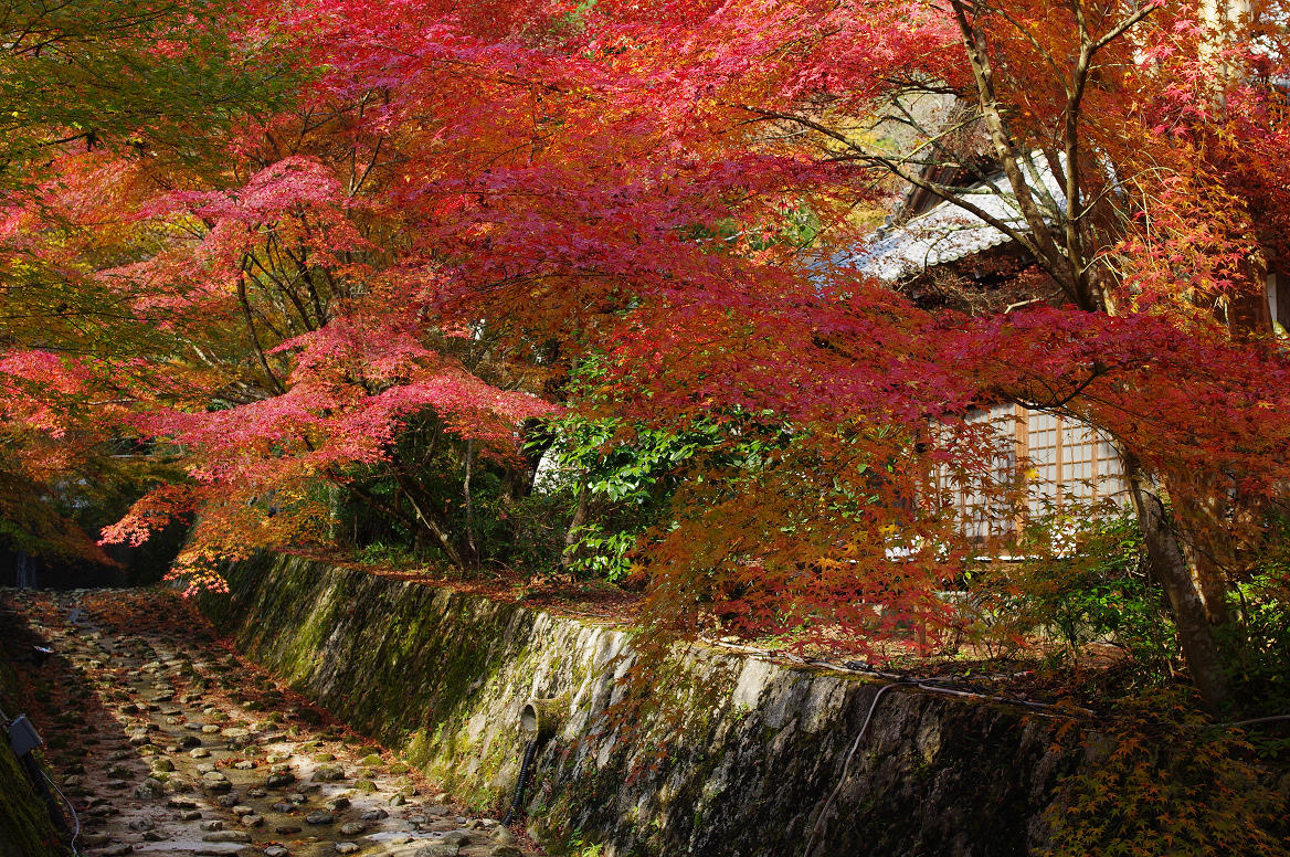 京都の紅葉 2013　〜神蔵寺〜_f0152550_23241282.jpg