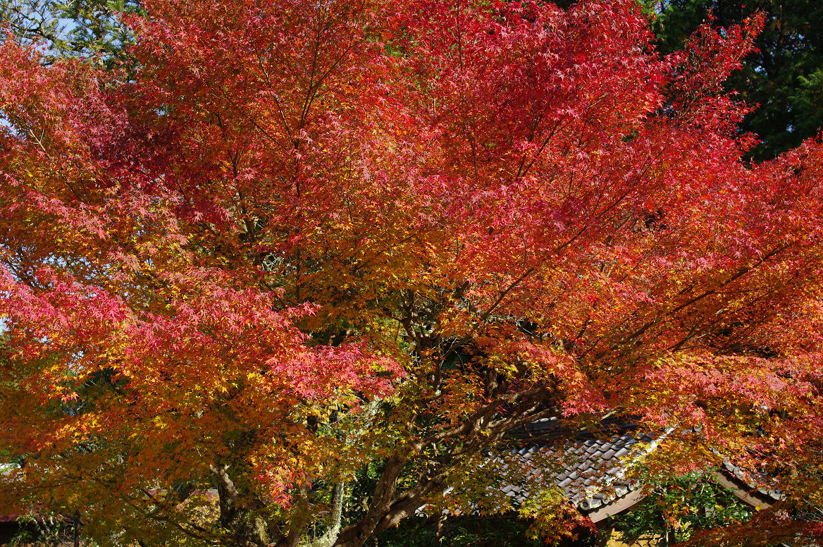 京都の紅葉 2013　〜神蔵寺〜_f0152550_2324535.jpg