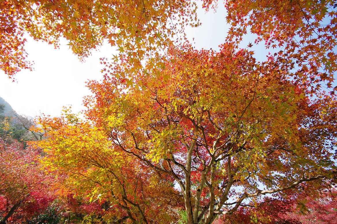 京都の紅葉 2013　〜神蔵寺〜_f0152550_23252382.jpg