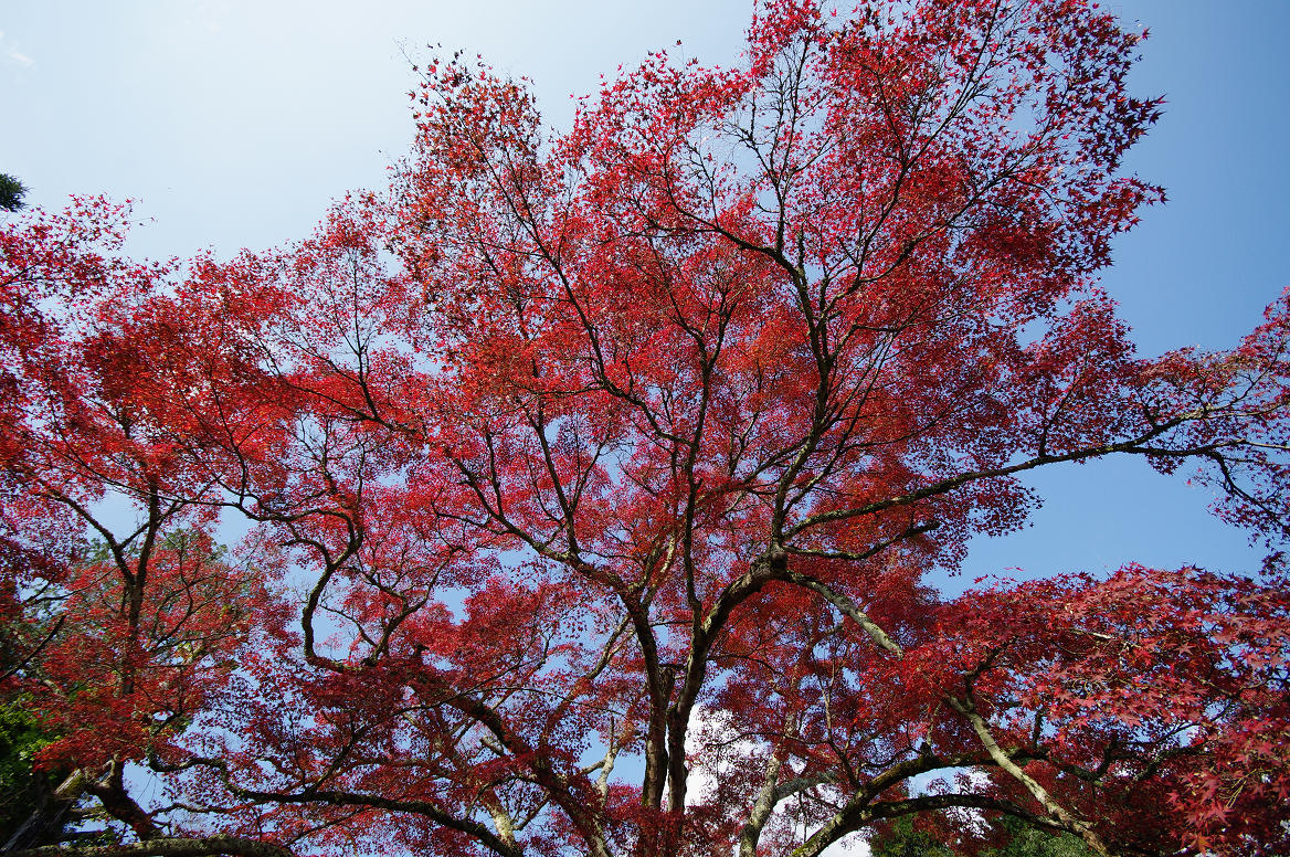 京都の紅葉 2013　〜神蔵寺〜_f0152550_23253858.jpg