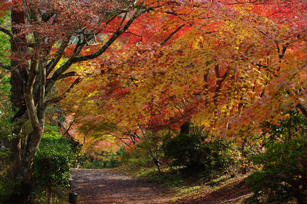 京都の紅葉 2013　〜神蔵寺〜_f0152550_23263254.jpg