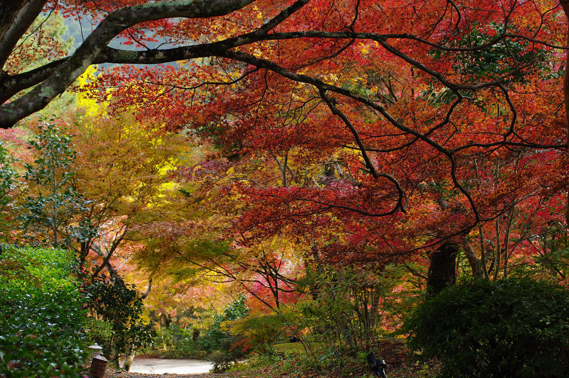 京都の紅葉 2013　〜神蔵寺〜_f0152550_23264553.jpg