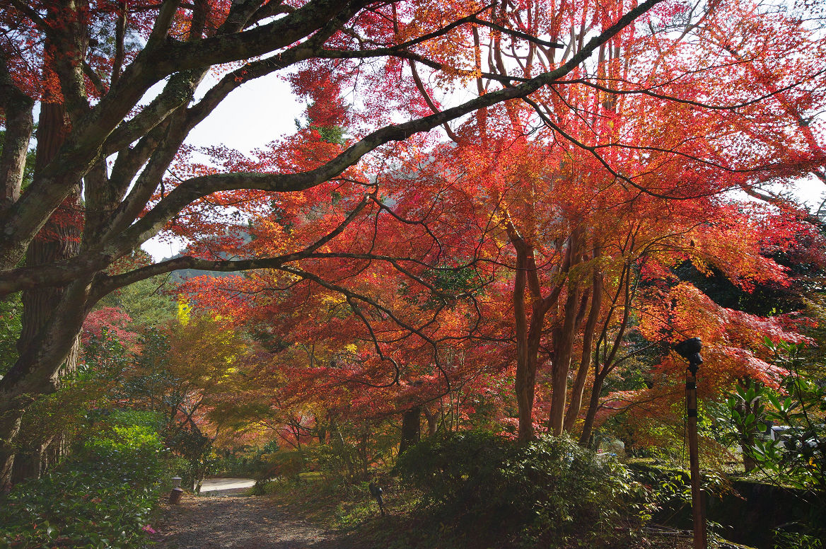 京都の紅葉 2013　〜神蔵寺〜_f0152550_2326538.jpg