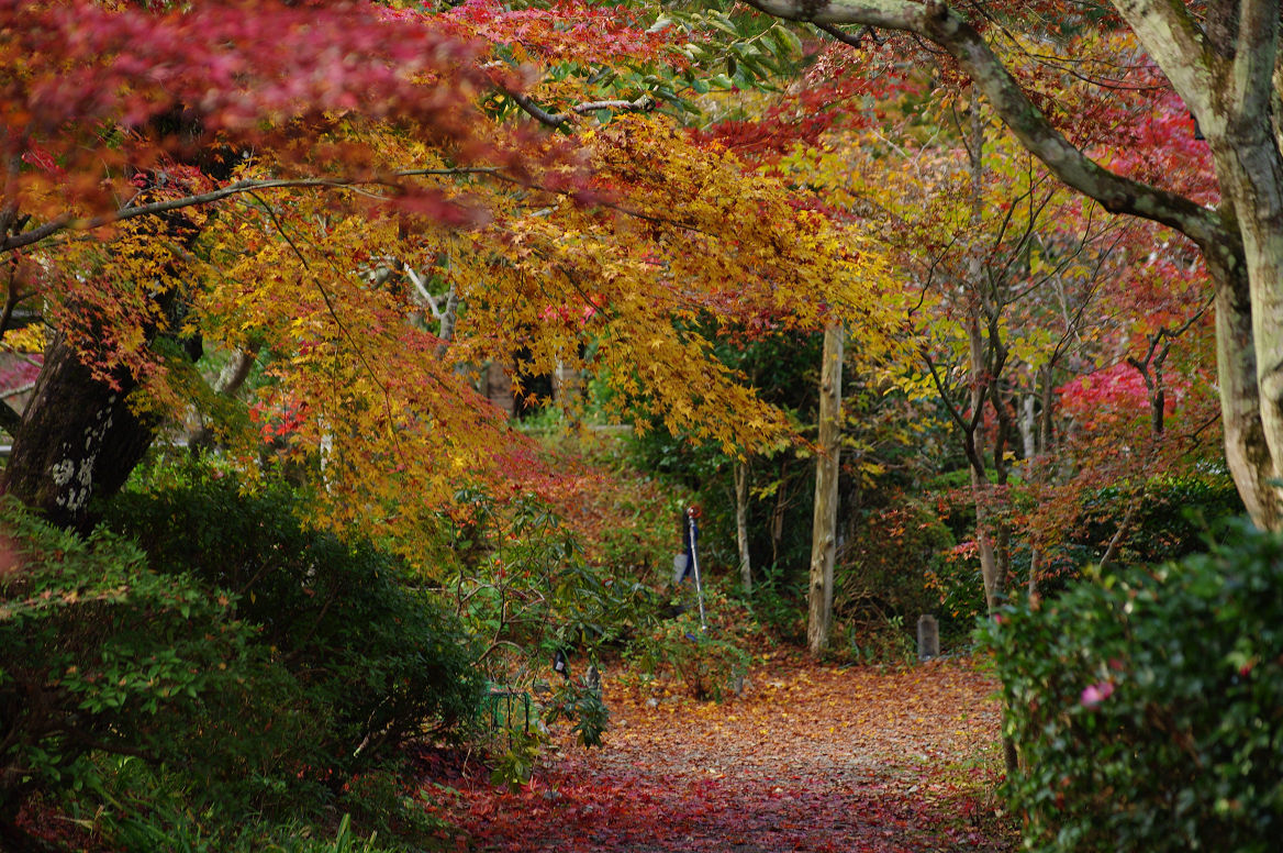 京都の紅葉 2013　〜神蔵寺〜_f0152550_2326577.jpg