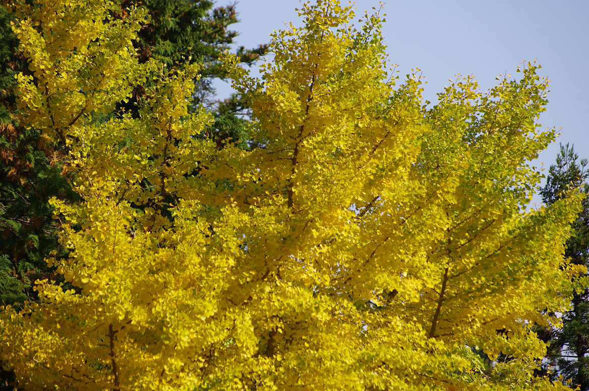 京都の紅葉 2013　〜神蔵寺〜_f0152550_2327125.jpg