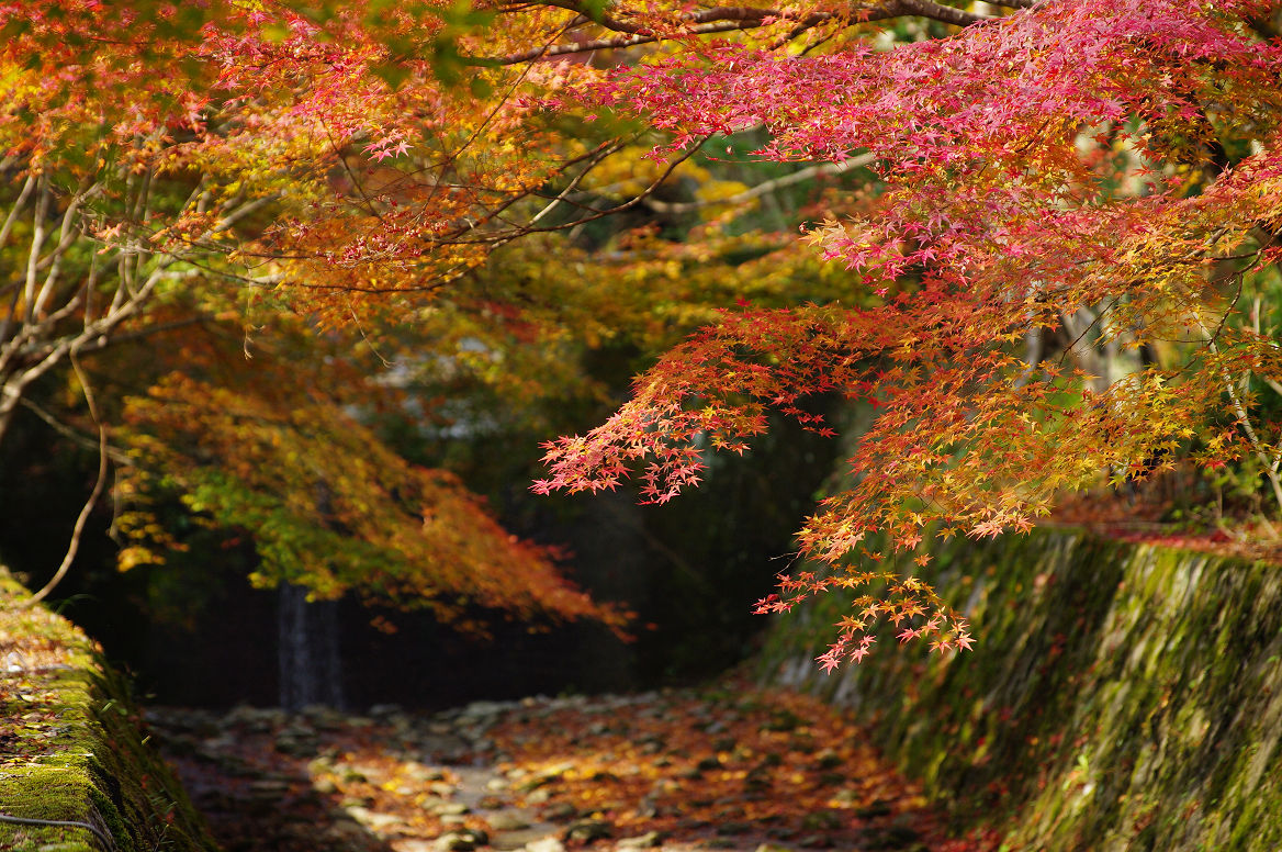 京都の紅葉 2013　〜神蔵寺〜_f0152550_23272539.jpg