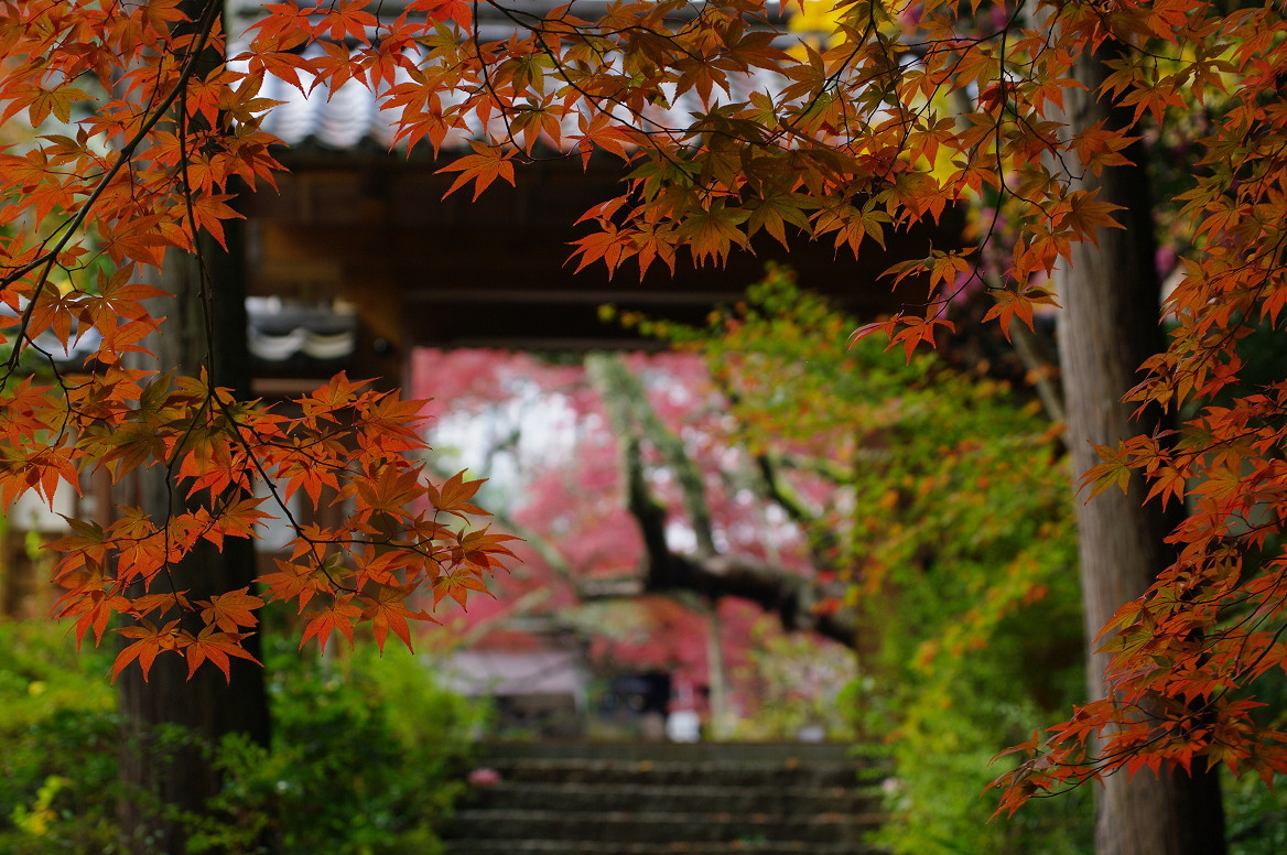 京都の紅葉 2013　〜神蔵寺〜_f0152550_23274126.jpg