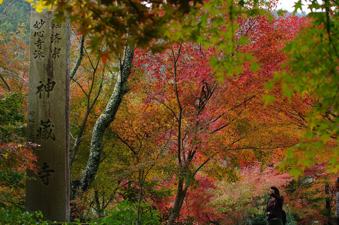 京都の紅葉 2013　〜神蔵寺〜_f0152550_23275661.jpg