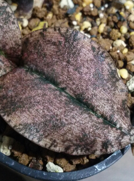 Oeceoclades roseovariegata : ~戯ヶ草~