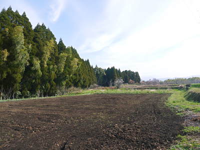 菊池水源里山ニンジン 無農薬・無化学肥料で大事に育てました!!_a0254656_17245637.jpg