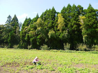 菊池水源里山ニンジン 無農薬・無化学肥料で大事に育てました!!_a0254656_17505134.jpg