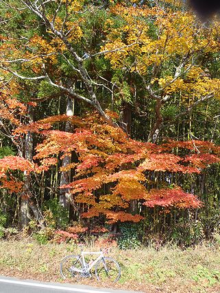 今季２度目の紅葉狩り_a0096557_1515097.jpg