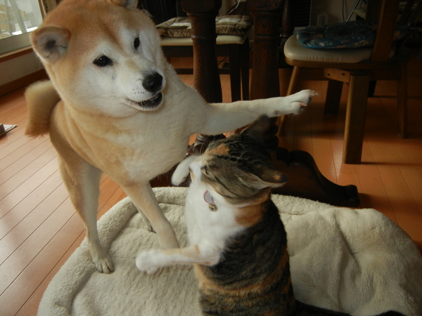 ’13,11,16(土)パソコンが壊れてしまいました!_f0060461_1726412.jpg