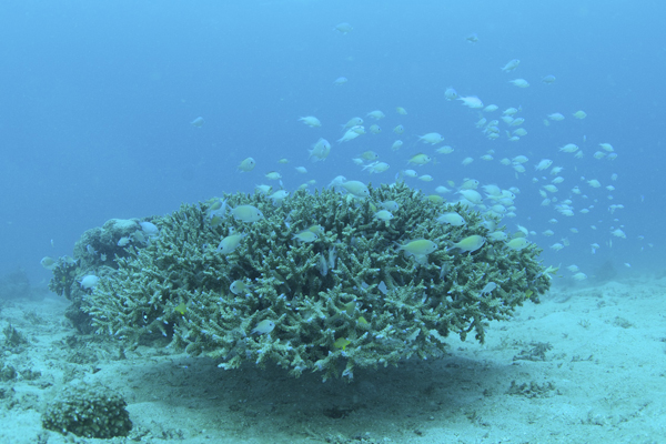 ライセンス講習　奄美大島、白浜ビーチ_b0062363_19314639.jpg