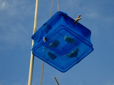 e0002466_1855384.jpg