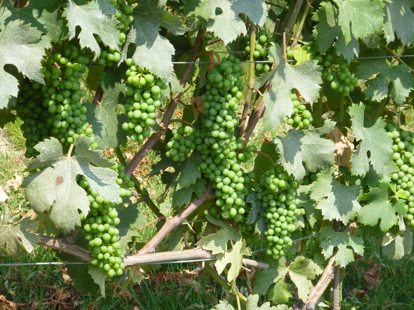 2013,07 フランス、イタリアツアー 30、「Profumo di Vino」 Treiso (CN)_a0207973_22182973.jpg