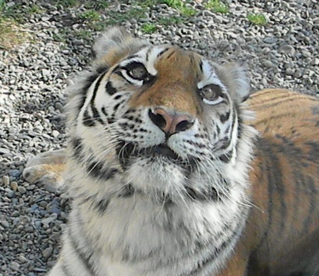 釧路市動物園、ココア、スカイと赤ちゃんたち_b0014576_5462319.jpg