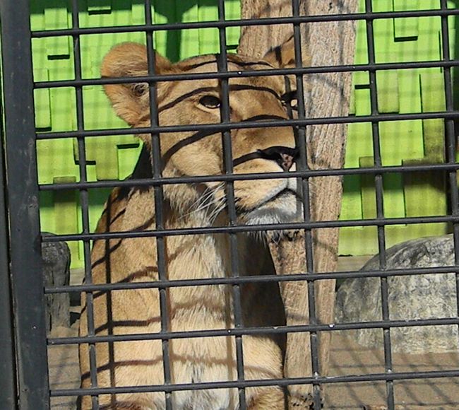 釧路市動物園、ココア、スカイと赤ちゃんたち_b0014576_54715100.jpg