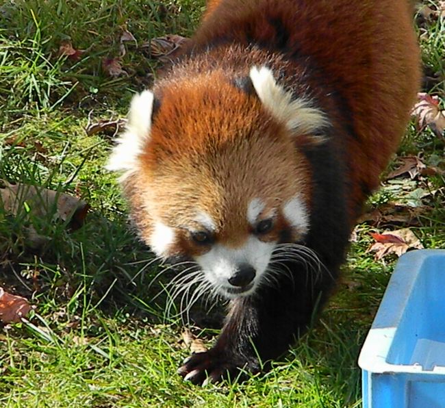 釧路市動物園、ココア、スカイと赤ちゃんたち_b0014576_602454.jpg