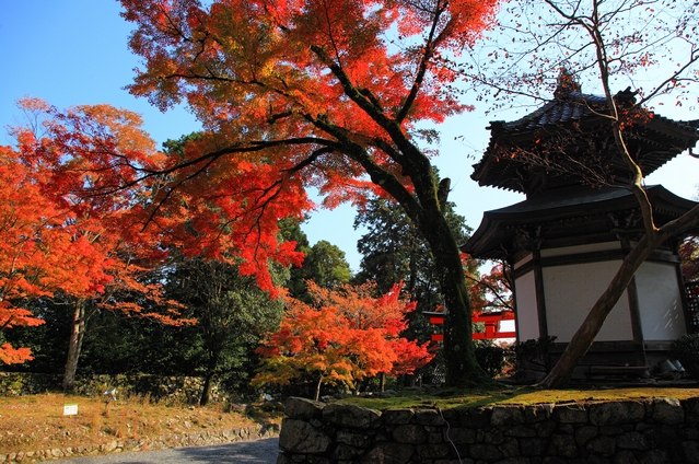 坂本の紅葉_c0196076_14583712.jpg