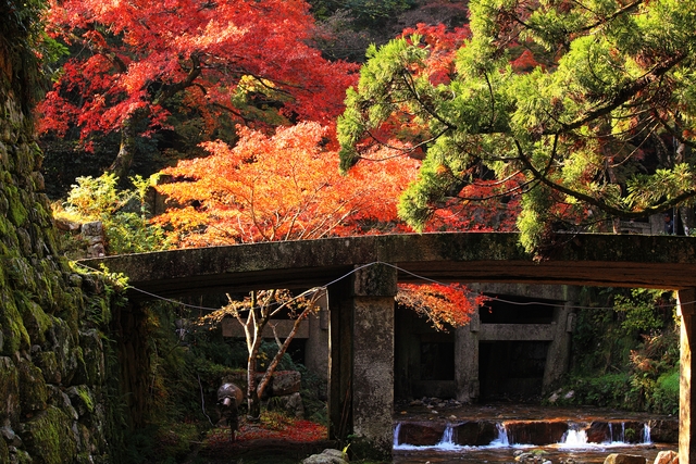 坂本の紅葉_c0196076_16363155.jpg