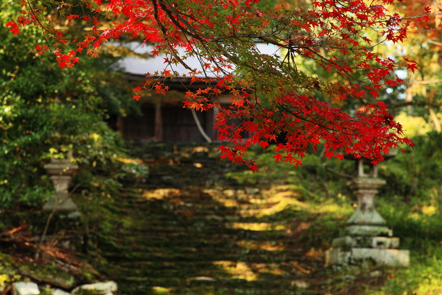 坂本の紅葉_c0196076_18532416.jpg