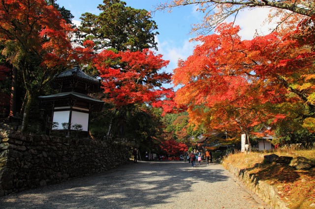 坂本の紅葉_c0196076_18544450.jpg