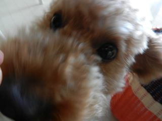 2013年11月16日 グレースマーヤさん_b0098584_14513131.jpg
