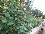 d0156186_23331957.jpg