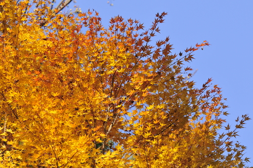 a0214490_16501430.jpg