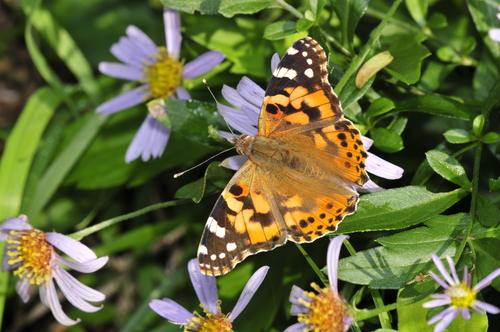a0214490_16523641.jpg