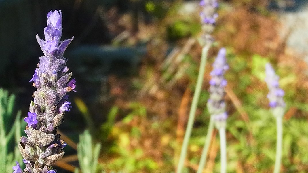 a0152692_18231443.jpg