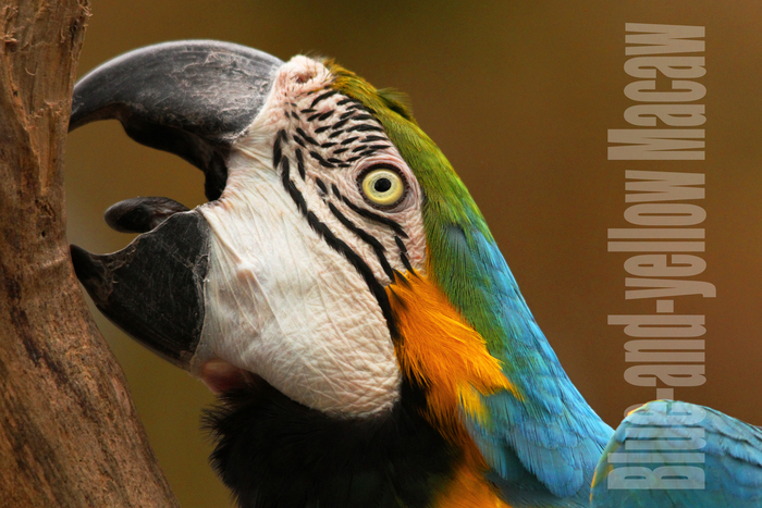 ルリコンゴウインコ：Blue-and-yellow Macaw_b0249597_9542113.jpg