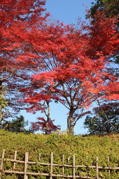 能楽堂碧水園の紅葉！_d0069498_14592077.jpg