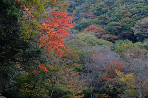 紅葉の鈴鹿・釈迦ヶ岳①_e0304001_21263291.jpg