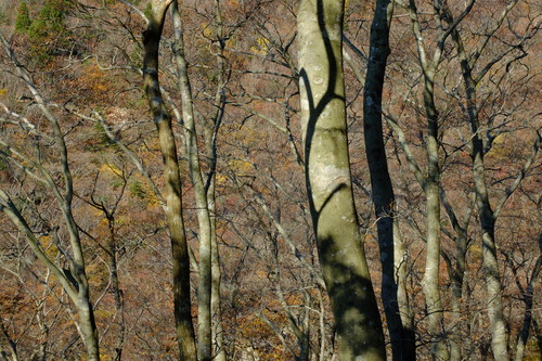 紅葉の鈴鹿・釈迦ヶ岳①_e0304001_22046.jpg