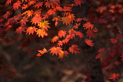 紅葉の鈴鹿・釈迦ヶ岳①_e0304001_2233435.jpg