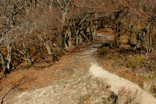 紅葉の鈴鹿・釈迦ヶ岳①_e0304001_2274735.jpg